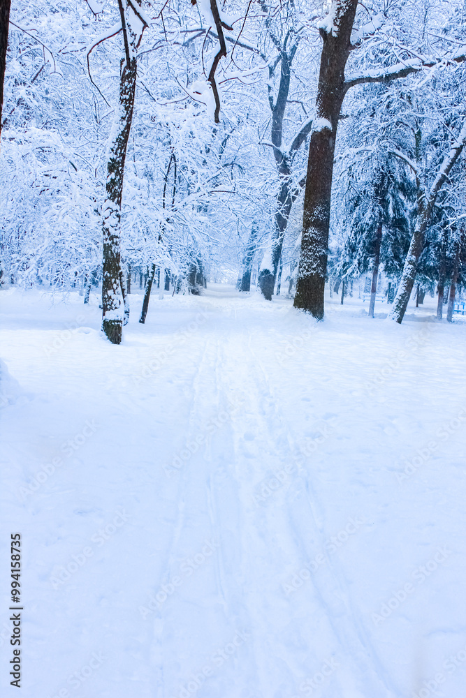 Naklejka premium beautiful park forest winter outdoors