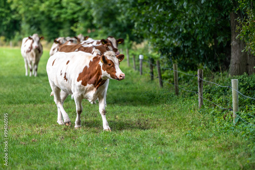 a herd of cows in the meadow on the green grass