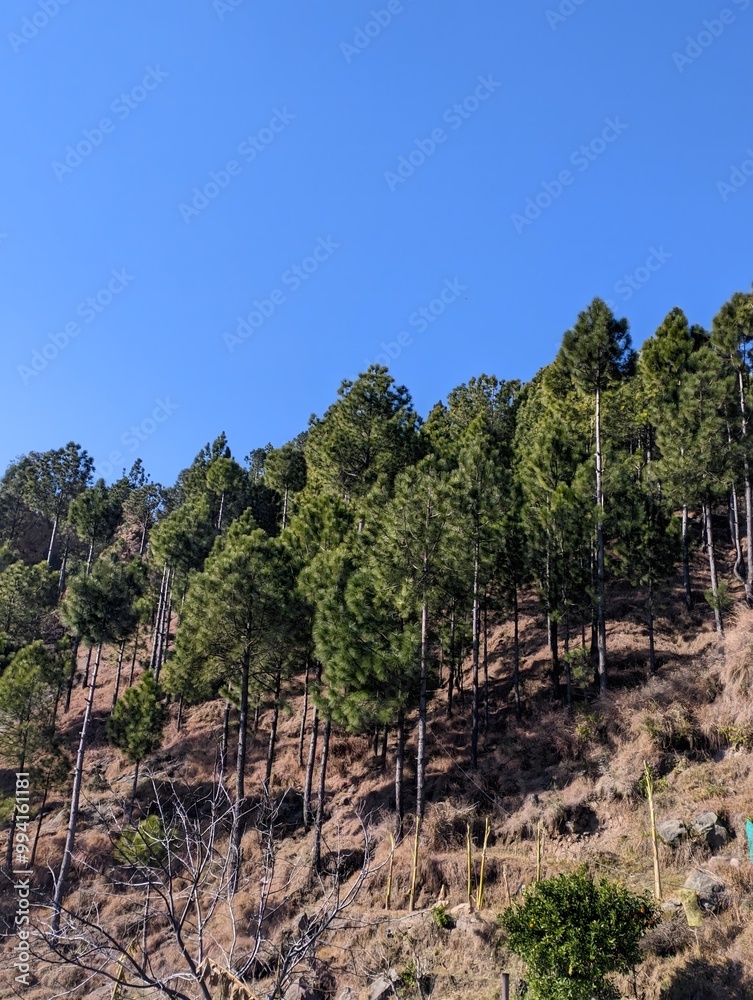 pine trees on hillside under blue sky pine trees on hillside under blue sky