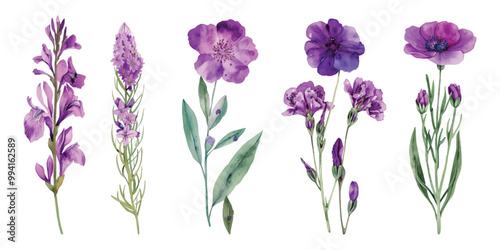 Set watercolor purple flower botanical floral design resources elements isolated on transparent background