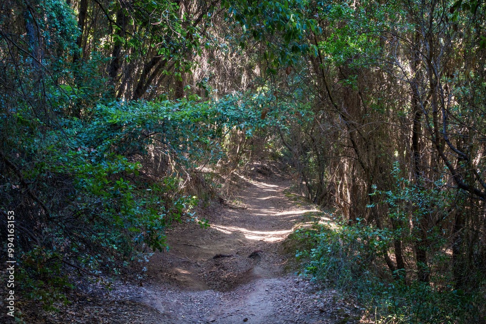 Beautiful path in the forest of Kavos, Corfu island, Greece, perfect for long walks