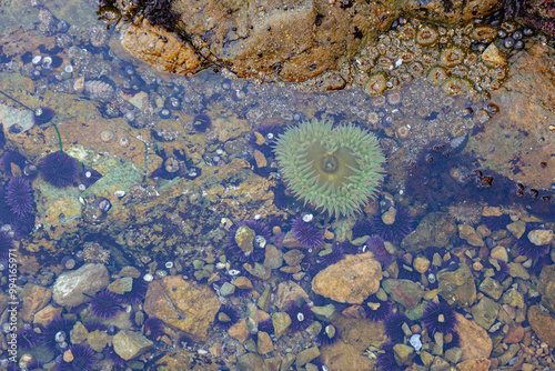 Look down at tide pool with lots of creatures 