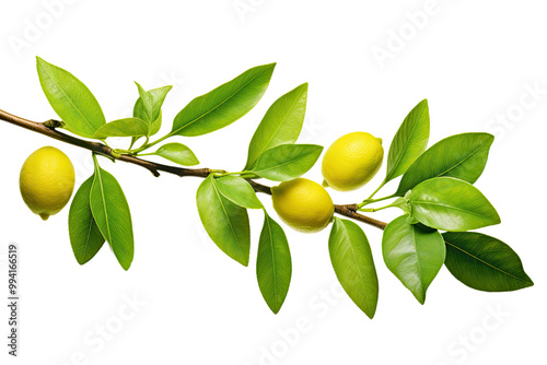 Wallpaper Mural Lemon branch with green leaves  Torontodigital.ca