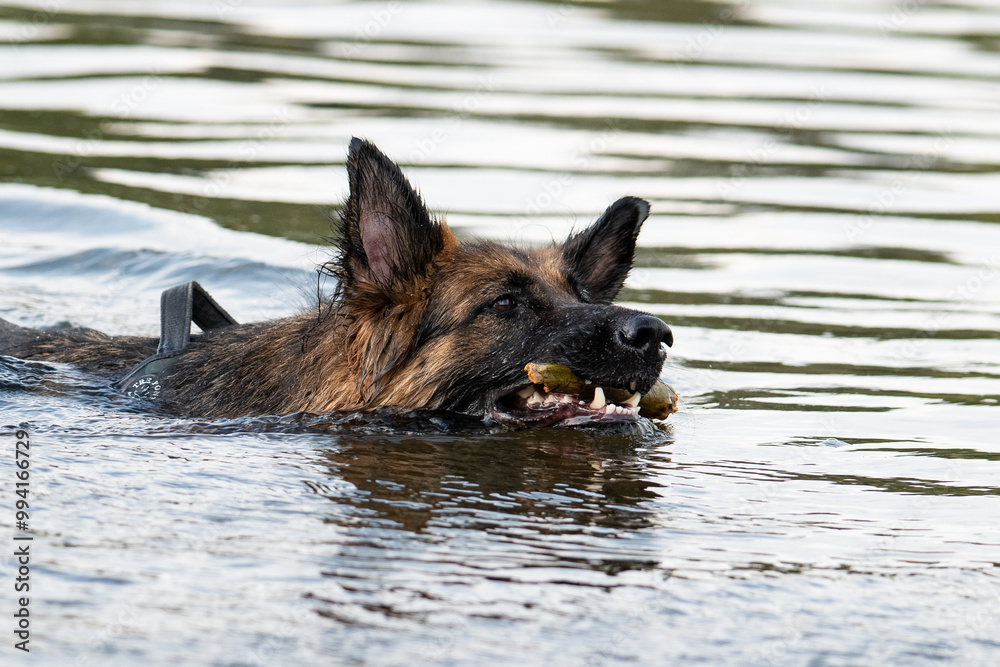 german shepherd dog swimming in the pond german shepherd dog swimming in the pond