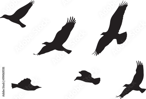 Birds vector.