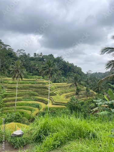 Rice terraces in Ubud