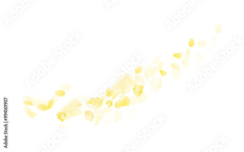 Yellow falling rose or sunflowers petals.Transparent panoramic horizontal background.Amber flower spring template.