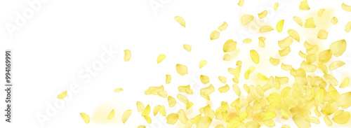 Yellow falling rose or sunflowers petals.Transparent panoramic horizontal background.Amber flower spring template.