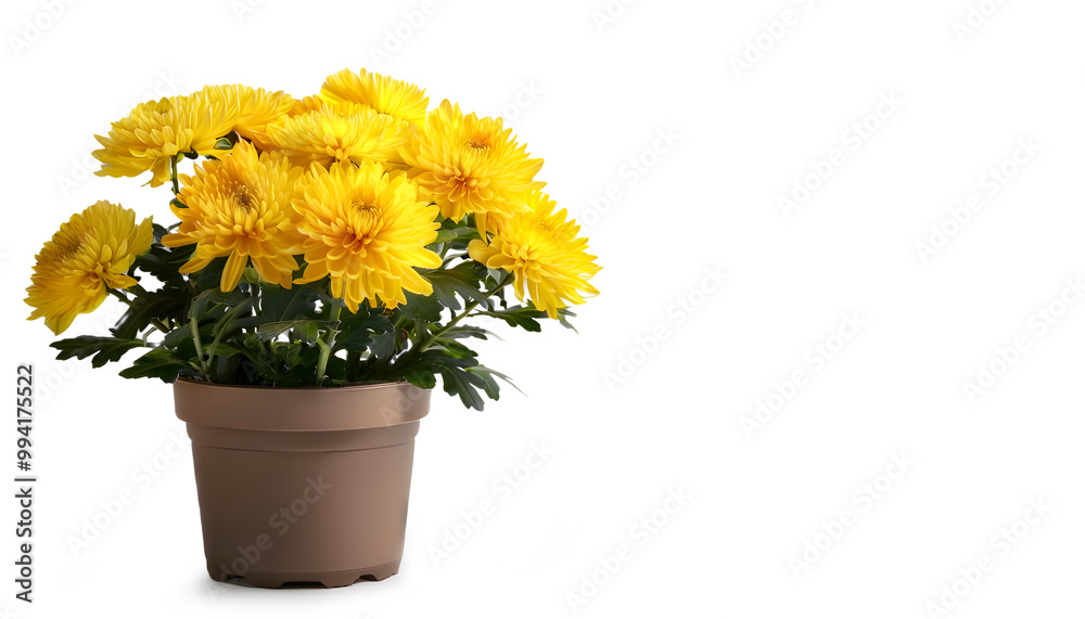 Potted yellow chrysanthemums isolated on white background with copy space Potted yellow chrysanthemums isolated on white background with copy space