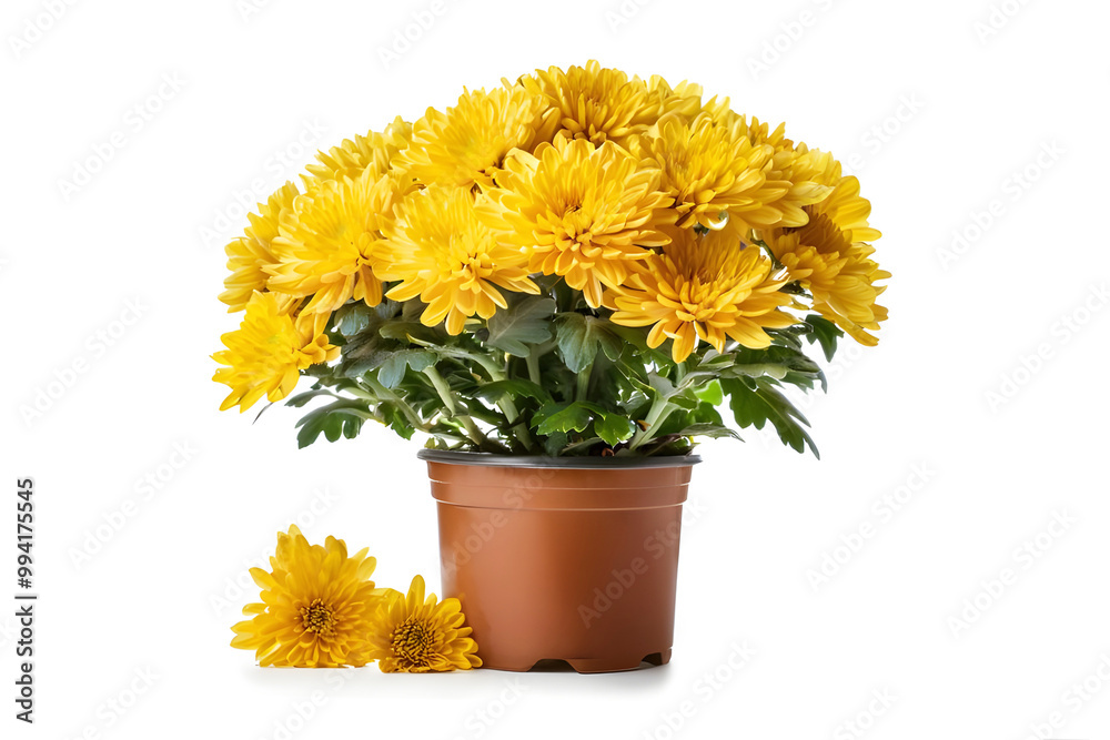 Yellow chrysanthemums in flowerpot isolated on white background Yellow chrysanthemums in flowerpot isolated on white background