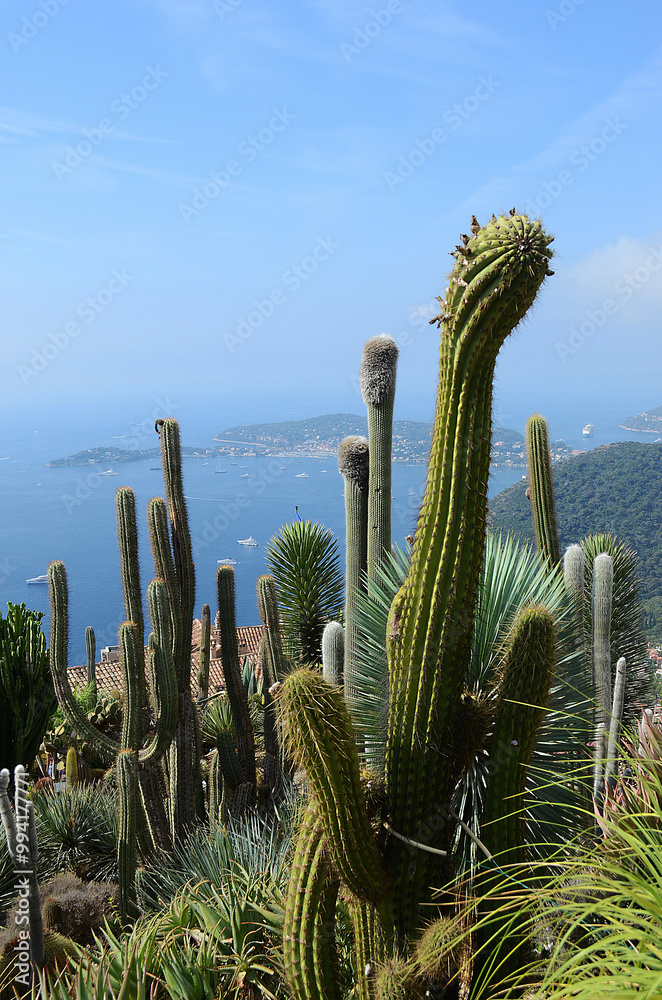 Fototapeta premium cacti in the village of Èze, in the Provence-Alpes-Côte d'Azur ,france
