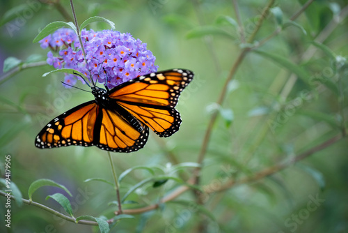 Red monarch butterfly on lilac flowers. Danaida monarch is a species of butterfly from the Nymphalidae family. One of the most famous butterflies of North America.