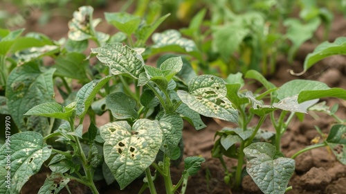 Leaf Damage on Potato Plants Due to Spodoptera Frugiperda Caterpillar Infestation: Insightful Look at Holes and Their Effect on Potato Growth photo