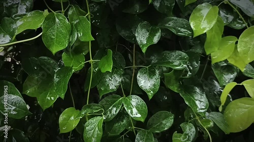Rain-Kissed Leaves: Lush, dark green foliage glistens after a rainfall, creating a serene and textural backdrop. Perfect for nature-themed designs or as a calming visual element.