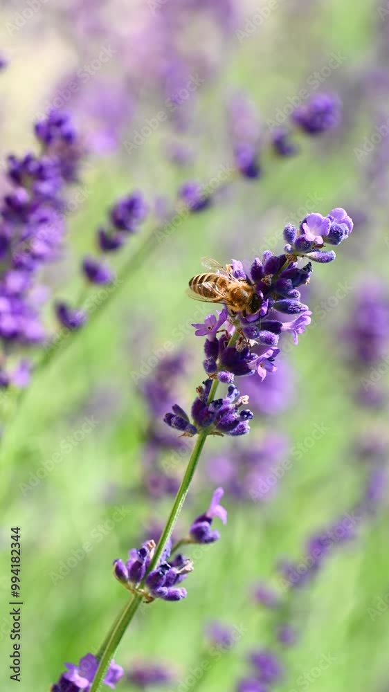 Purple lavender flowers sway in the wind. Purple lavender flowers sway in the wind.