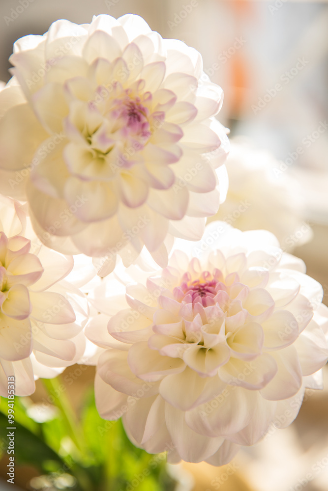 Bouquet with beautiful white dahlias in a vase indoors Bouquet with beautiful white dahlias in a vase indoors