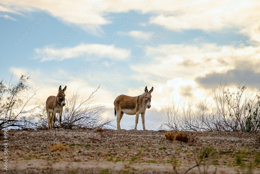 Donkeys and the lake.