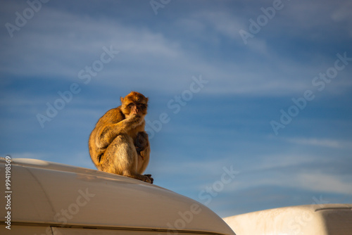 Exposure done on the Upper Rock of Gibraltar, of wild monkey, a tailless monkey called Barbary Macaque