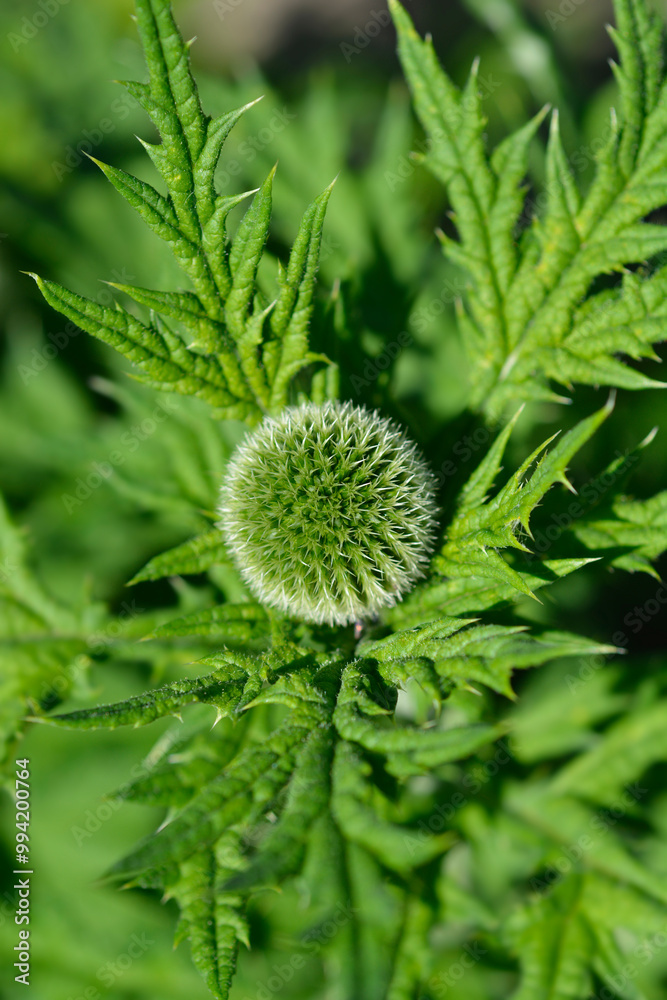 Southern globethistle flower buds Southern globethistle flower buds