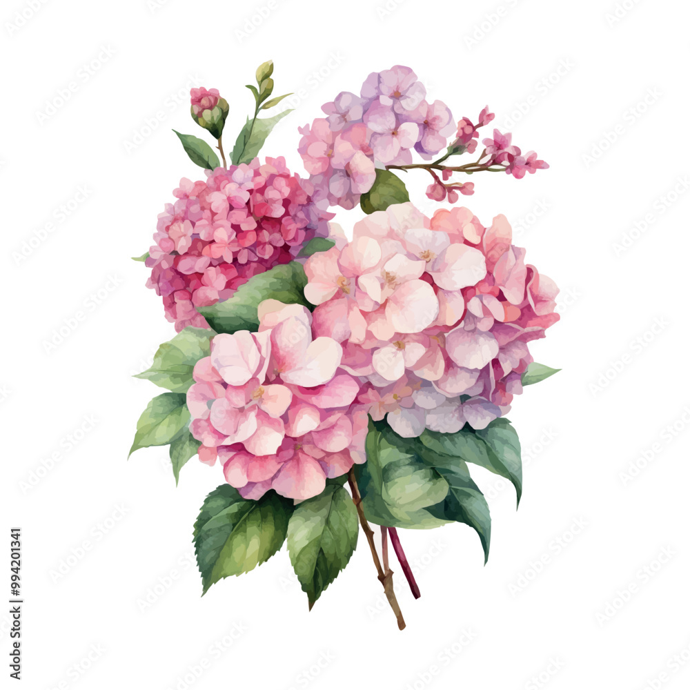 Obraz premium Watercolor Vector of a hydrangea flower with leaves isolated on a white background