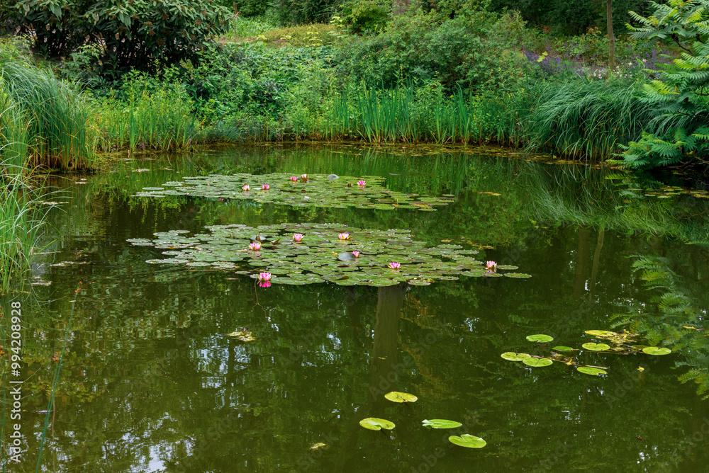 Decorative pond with water lilies Decorative pond with water lilies