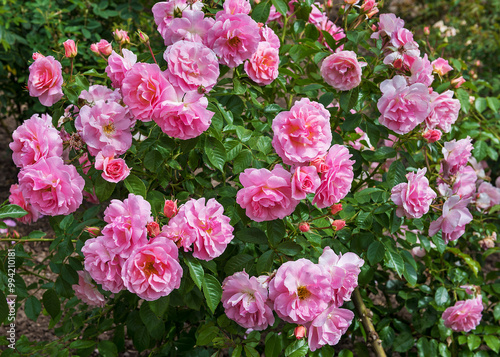 Shrub rose Rosario with flowers of purest light pink and dark stamens