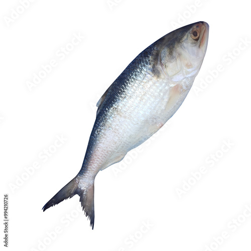 Tenualosa ilisha Fish Stock Photo photo