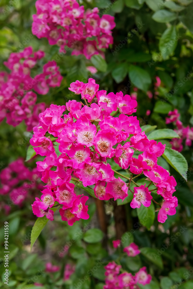 Rose Maria Lisa. Exquisite varieties of roses in the rose garden Rose Maria Lisa. Exquisite varieties of roses in the rose garden