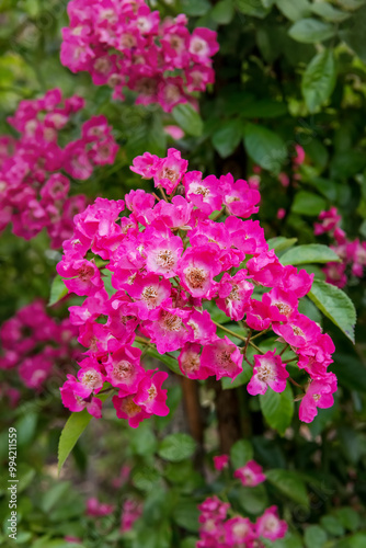 Rose Maria Lisa. Exquisite varieties of roses in the rose garden