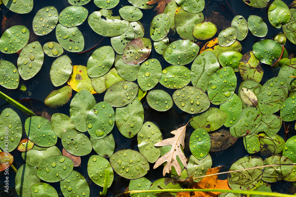 Close-up of yellow water lily leaves on the surface of the lake water in autumn Close-up of yellow water lily leaves on the surface of the lake water in autumn