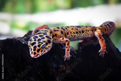 a reptile type leopard gecko, a pet nocturnal gecko type leopard gecko 