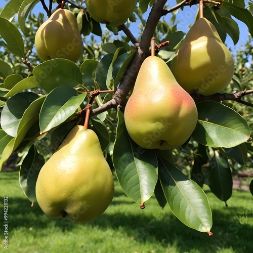 pears on the tree, pears in the garden, health benefits of pears	