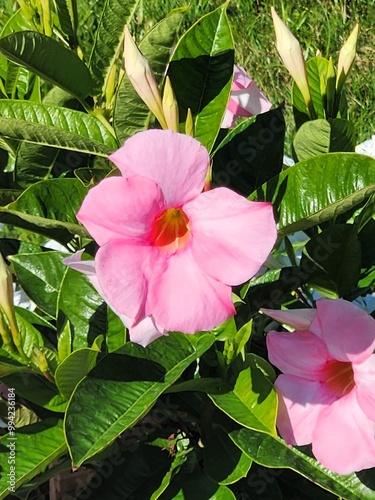 Flowers in Boston Public Garden photo