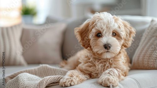 A mini goldendoodle lies on the sofa in the living room.