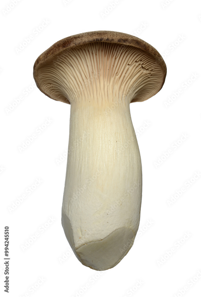 King trumpet mushroom (Pleurotus eryngii) on a white background. King trumpet mushroom (Pleurotus eryngii) on a white background.