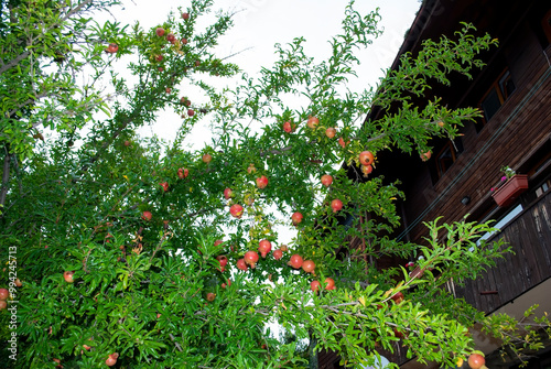 Pomegranate tree growing in the garden. Ripe fruits on the branches