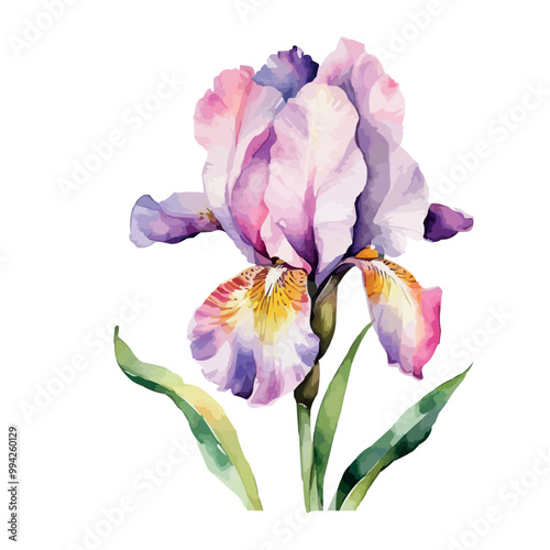Summer garden iris flowers, watercolor vector illustration.