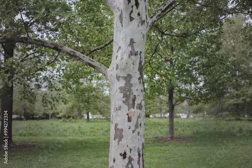 Sycamore Tree (Platanus occidentalis) photo