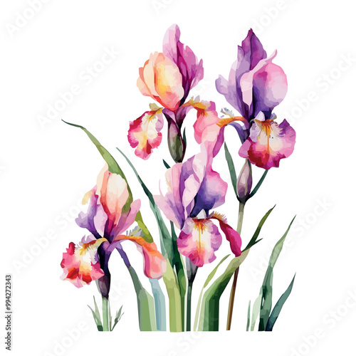 Summer garden iris flowers, watercolor vector illustration.