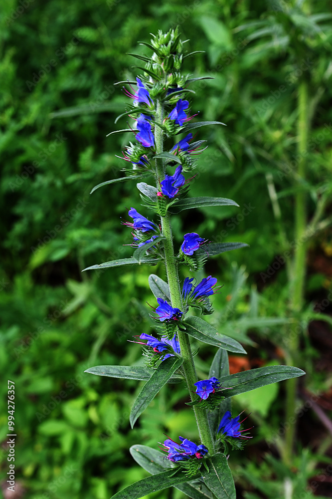 Echium Vulgare Flowers Echium Vulgare Flowers