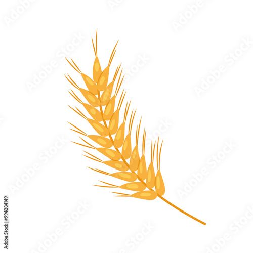 Spikelets of wheat. Wheat, autumn harvest and flour food, farm agriculture. Golden spike of wheat.