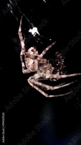 Scary close up of A spider is eating its prey on black background. Close up spider's web on retro vintage black color background for halloween night party design concept concept. Scary horror design.  photo