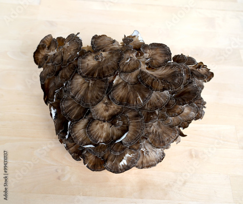 Mushroom ram, grifola frondosa (Dicks.) Gray) on a light background photo