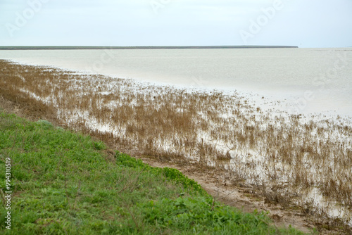 Dry coastal vegetation on Lake Manych-Gudilo in Kalmykia. Spring photo