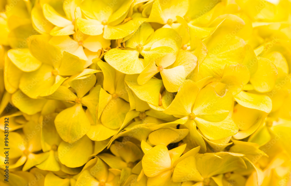 Obraz premium Yellow flowers close-up. Bouquet of colorful flowers. City flower beds, a beautiful and well-kept garden with flowering shrubs.