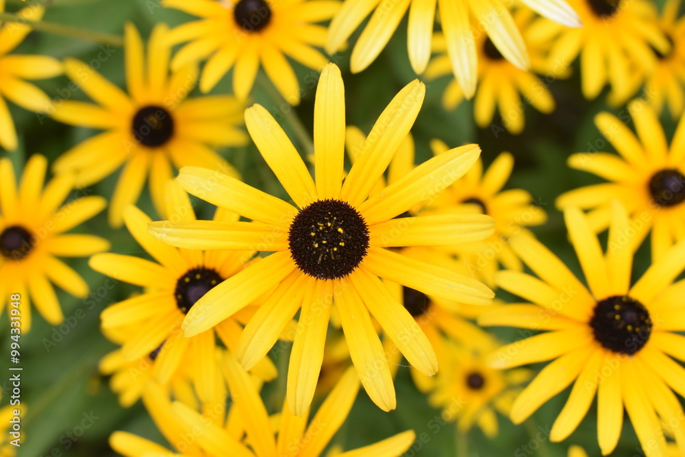 Radiant Yellow Blossom: A Macro Perspective Radiant Yellow Blossom: A Macro Perspective