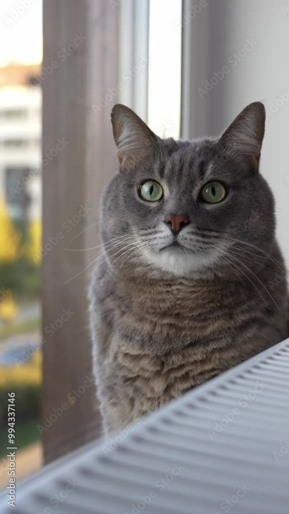 domestic cat sits on a windowsill next to a radiator and looks in different directions domestic cat sits on a windowsill next to a radiator and looks in different directions