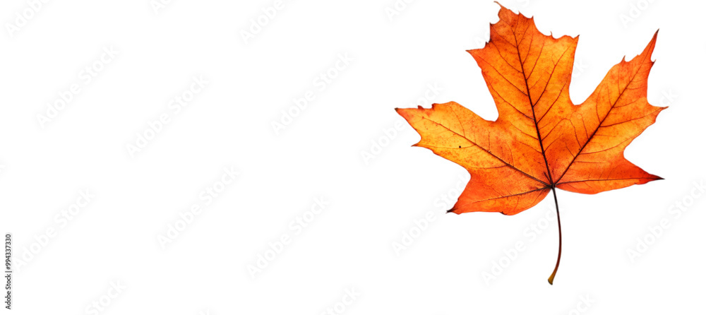 a close-up of a leaf. a close-up of a leaf.