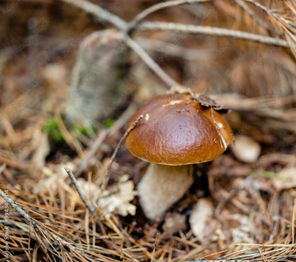 Close-Up of Porcini Mushroom in the Forest Close-Up of Porcini Mushroom in the Forest