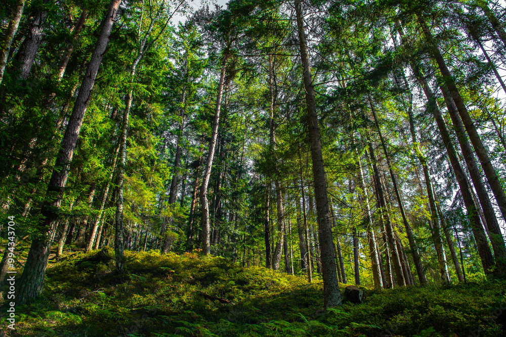 Sunlit Forest With Deciduous Trees in Province Carinthia In Austria Sunlit Forest With Deciduous Trees in Province Carinthia In Austria